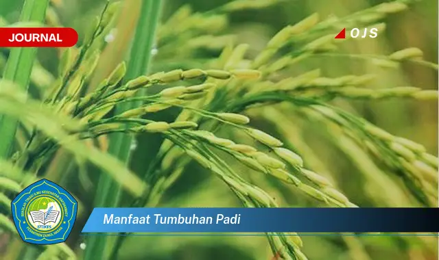 manfaat tumbuhan padi