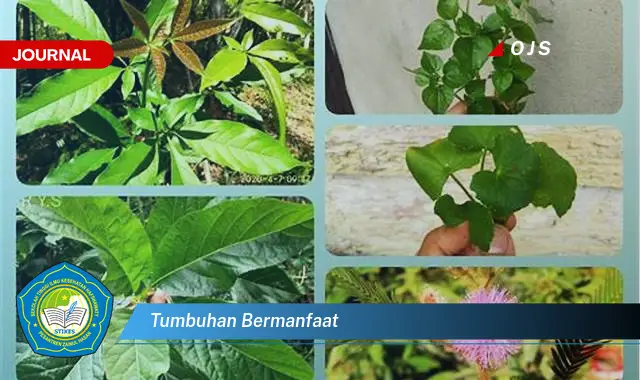 tumbuhan bermanfaat tumbuhan bermanfaat