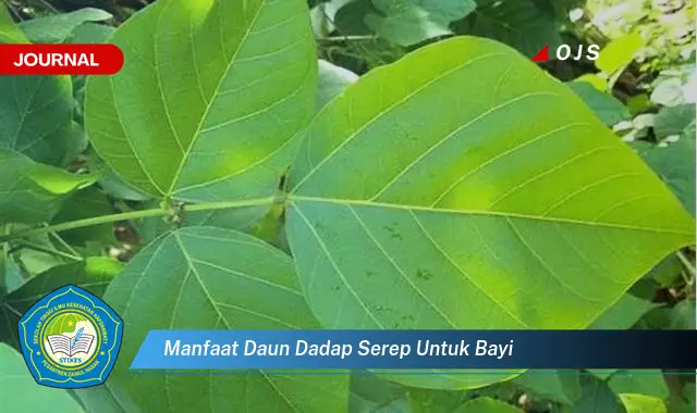 manfaat daun dadap serep untuk bayi