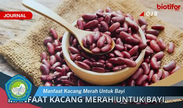 manfaat kacang merah untuk bayi manfaat kacang merah untuk bayi