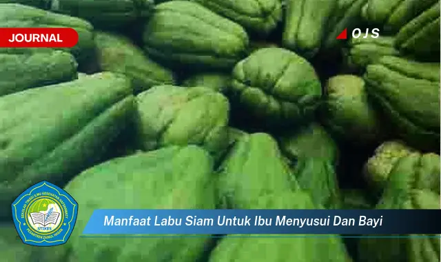 manfaat labu siam untuk ibu menyusui dan bayi