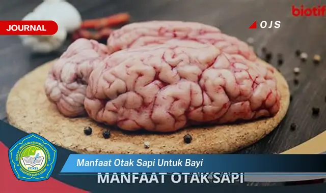 manfaat otak sapi untuk bayi