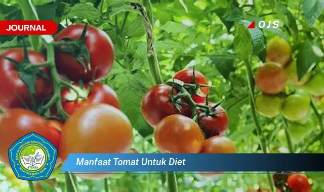 manfaat tomat untuk diet