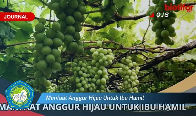 manfaat anggur hijau untuk ibu hamil