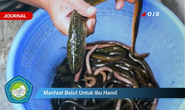 manfaat belut untuk ibu hamil