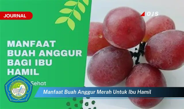 manfaat buah anggur merah untuk ibu hamil manfaat buah anggur merah untuk ibu hamil