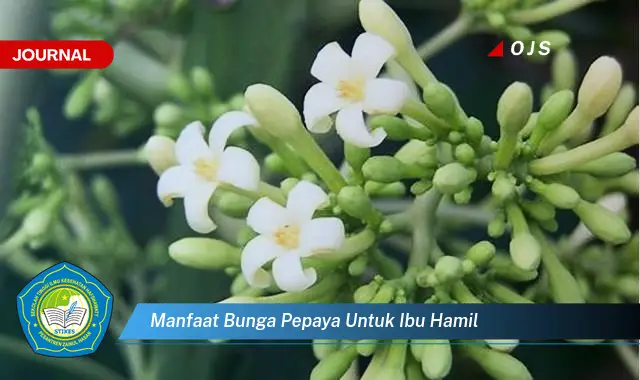 manfaat bunga pepaya untuk ibu hamil