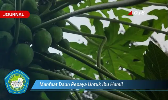 manfaat daun pepaya untuk ibu hamil manfaat daun pepaya untuk ibu hamil