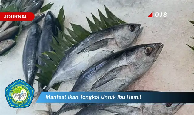 manfaat ikan tongkol untuk ibu hamil