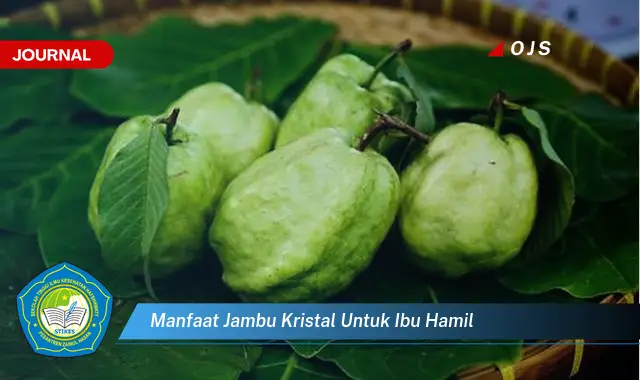 manfaat jambu kristal untuk ibu hamil