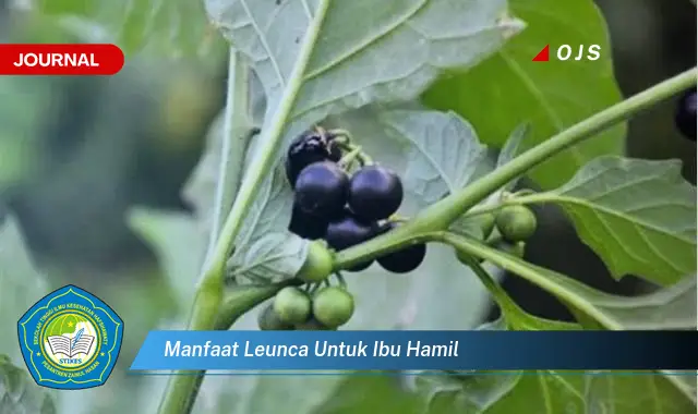 manfaat leunca untuk ibu hamil