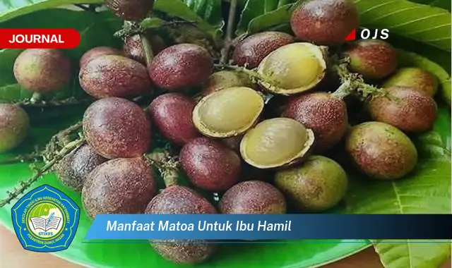 manfaat matoa untuk ibu hamil manfaat matoa untuk ibu hamil