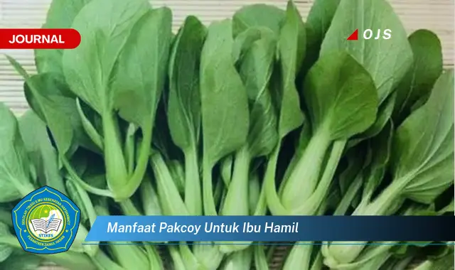 manfaat pakcoy untuk ibu hamil