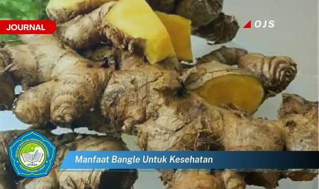 manfaat bangle untuk kesehatan manfaat bangle untuk kesehatan