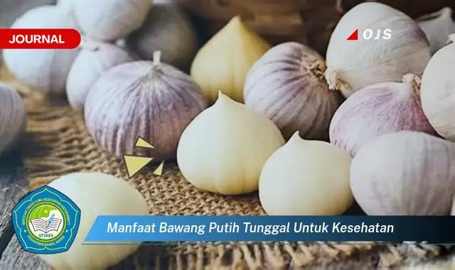 manfaat bawang putih tunggal untuk kesehatan