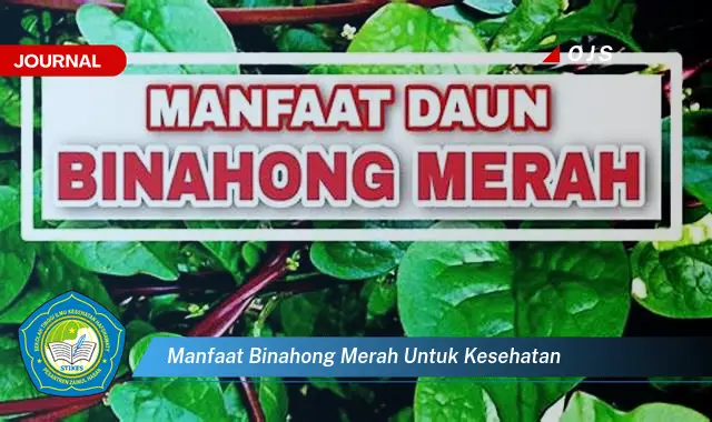 manfaat binahong merah untuk kesehatan