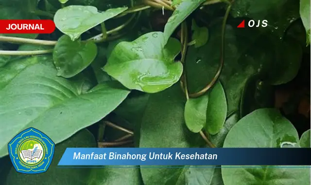 manfaat binahong untuk kesehatan