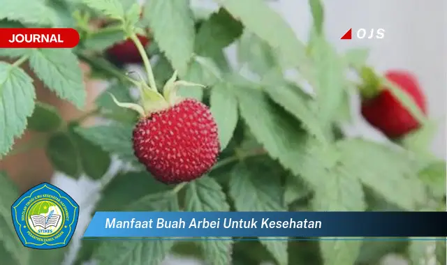 manfaat buah arbei untuk kesehatan