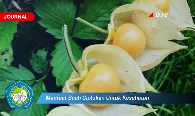 manfaat buah ciplukan untuk kesehatan manfaat buah ciplukan untuk kesehatan