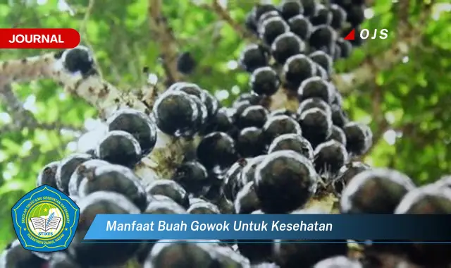 manfaat buah gowok untuk kesehatan