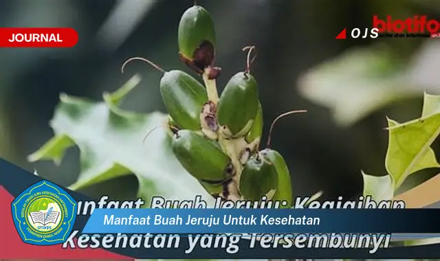 manfaat buah jeruju untuk kesehatan