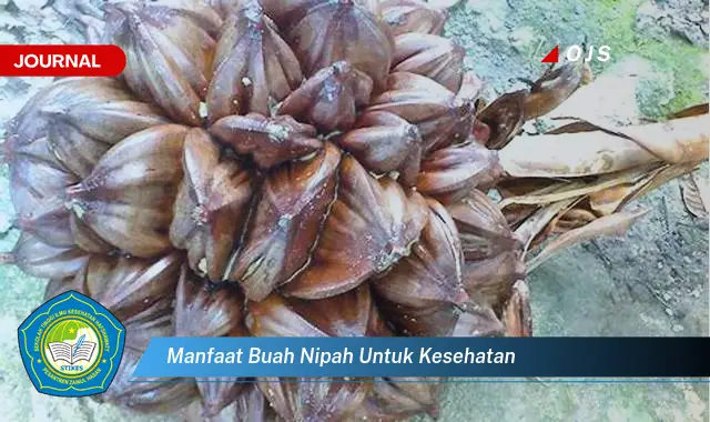 manfaat buah nipah untuk kesehatan manfaat buah nipah untuk kesehatan