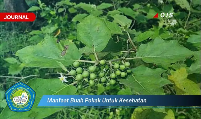 manfaat buah pokak untuk kesehatan