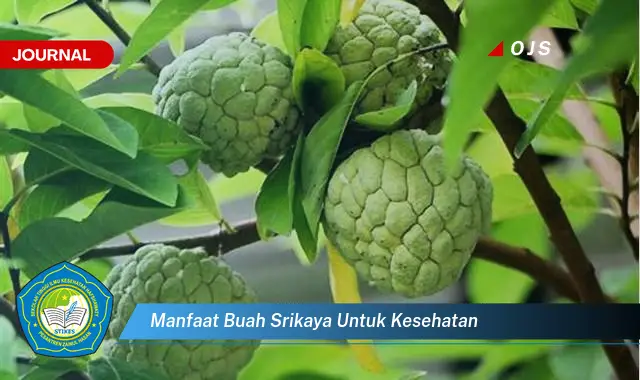 manfaat buah srikaya untuk kesehatan