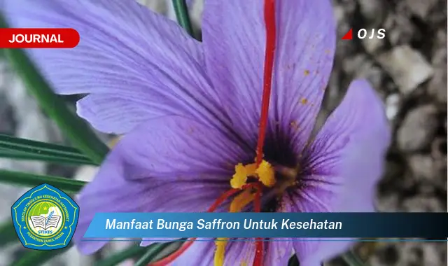 manfaat bunga saffron untuk kesehatan