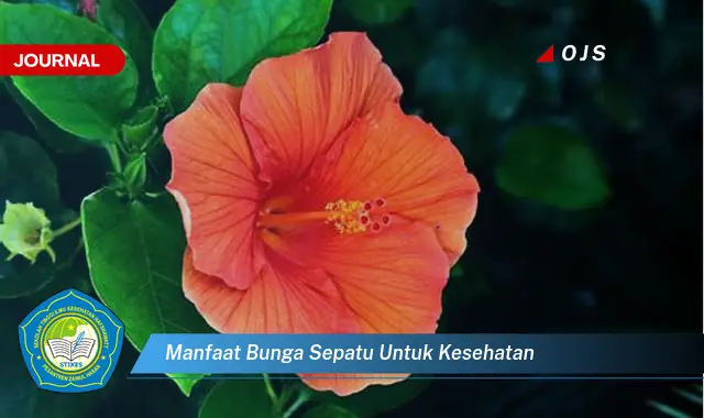 manfaat bunga sepatu untuk kesehatan