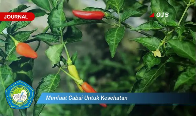 manfaat cabai untuk kesehatan