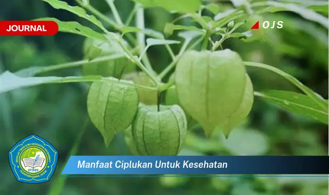 manfaat ciplukan untuk kesehatan