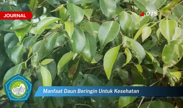 manfaat daun beringin untuk kesehatan