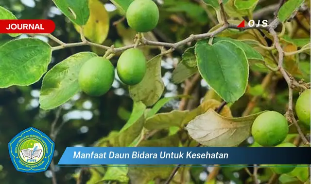 manfaat daun bidara untuk kesehatan