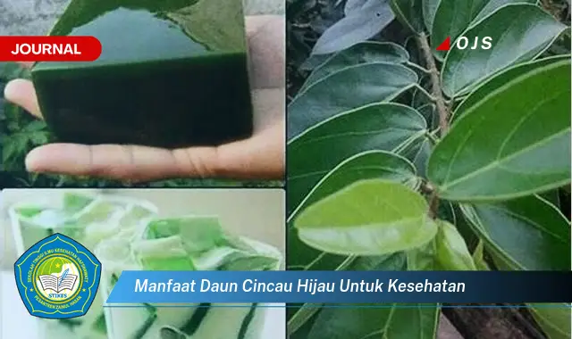 Temukan 6 Manfaat Daun Cincau Hijau untuk Kesehatan yang Bikin Kamu Penasaran - E-Journal