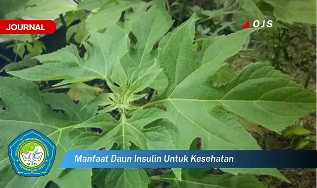 manfaat daun insulin untuk kesehatan