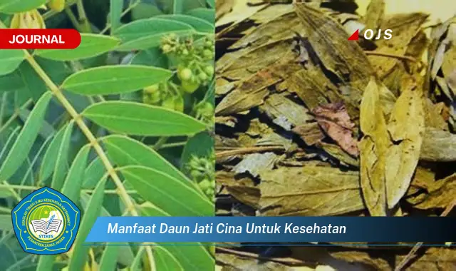 manfaat daun jati cina untuk kesehatan