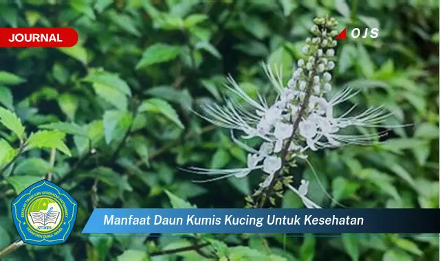 manfaat daun kumis kucing untuk kesehatan