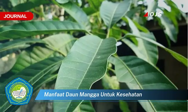 manfaat daun mangga untuk kesehatan