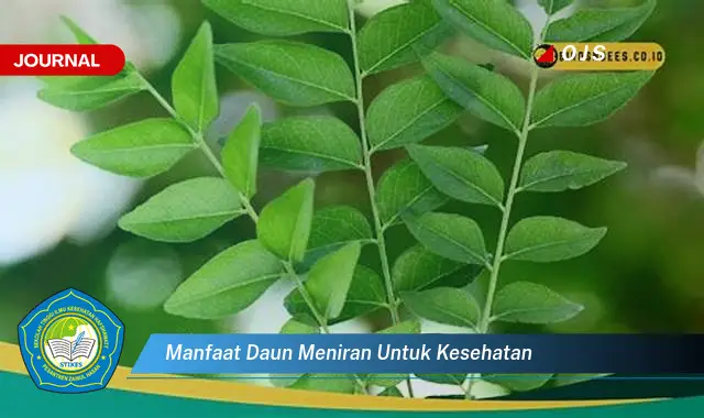 manfaat daun meniran untuk kesehatan manfaat daun meniran untuk kesehatan