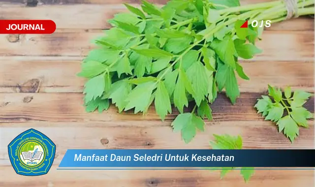 manfaat daun seledri untuk kesehatan manfaat daun seledri untuk kesehatan