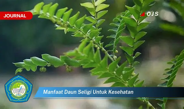 manfaat daun seligi untuk kesehatan