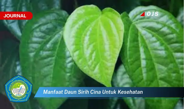 manfaat daun sirih cina untuk kesehatan
