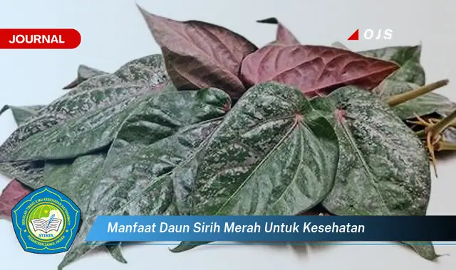 manfaat daun sirih merah untuk kesehatan manfaat daun sirih merah untuk kesehatan