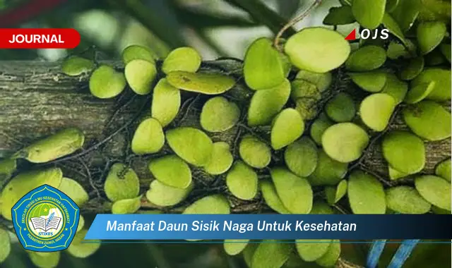 manfaat daun sisik naga untuk kesehatan