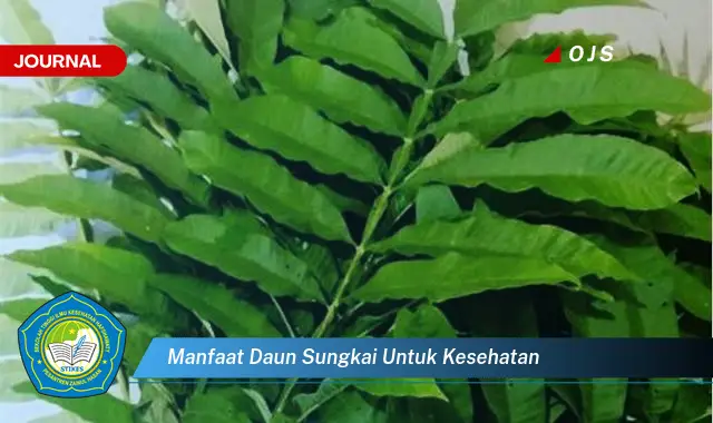 manfaat daun sungkai untuk kesehatan