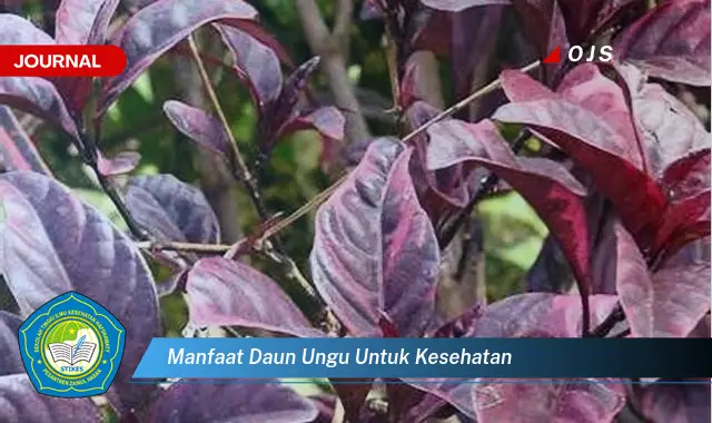 manfaat daun ungu untuk kesehatan