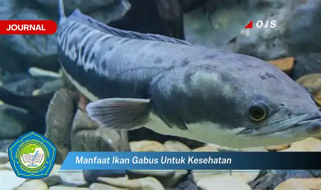 manfaat ikan gabus untuk kesehatan manfaat ikan gabus untuk kesehatan