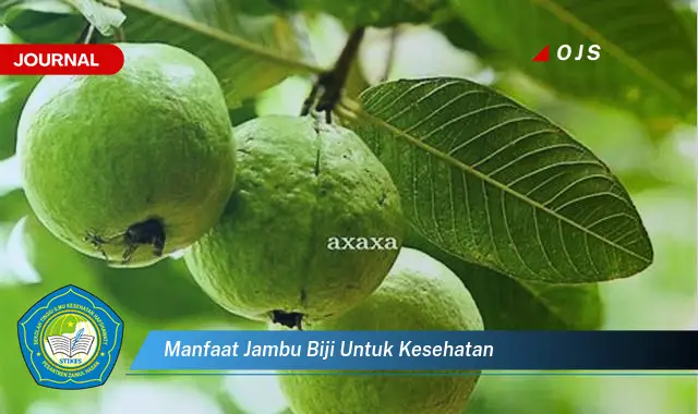 manfaat jambu biji untuk kesehatan