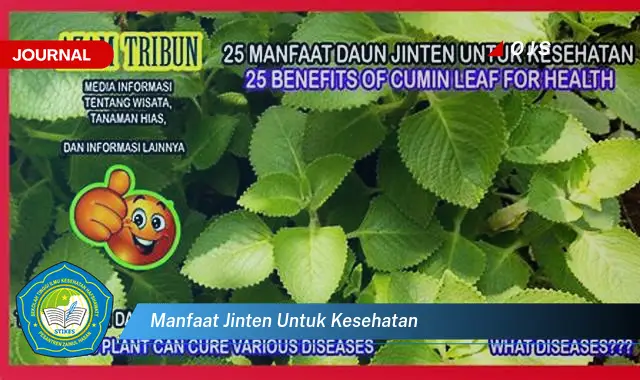 manfaat jinten untuk kesehatan manfaat jinten untuk kesehatan
